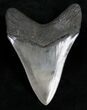 Absolute Killer Megalodon Tooth #11996-2